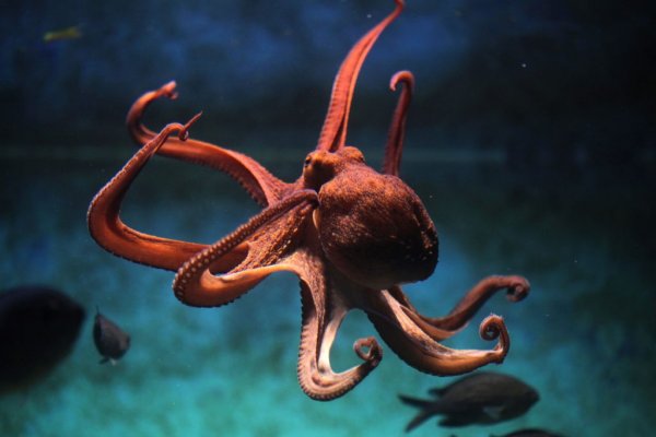 Магазин kraken даркнет
